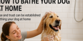 dog bathing at home