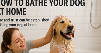 dog bathing at home