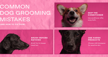 Dog grooming mistakes