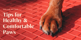 dog paw care