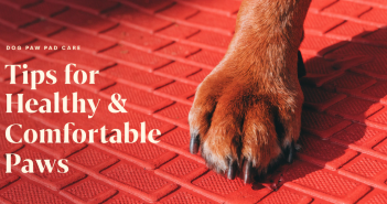 dog paw care