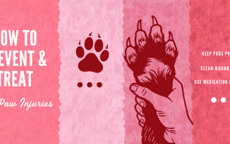 dog paw injuries