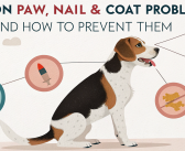 Common Paw, Nail & Coat Problems in Dogs and How to Prevent Them