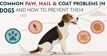 Common Paw, Nail & Coat Problems in Dogs and How to Prevent Them