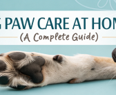 Dog Paw Care at Home (A Complete Guide)