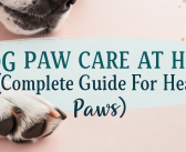 Dog Paw Care at Home (Complete Guide for Healthy Paws)