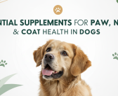 Essential Supplements for Paw, Nail & Coat Health in Dogs