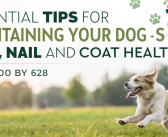 Essential Tips for Maintaining Your Dog’s Paw, Nail, and Coat Health