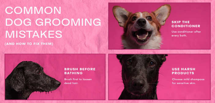 Dog grooming mistakes
