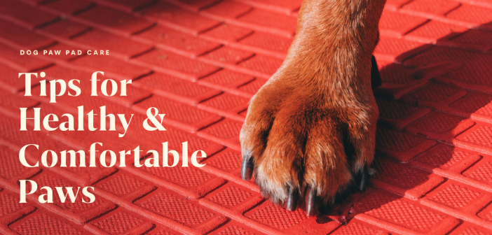 dog paw care