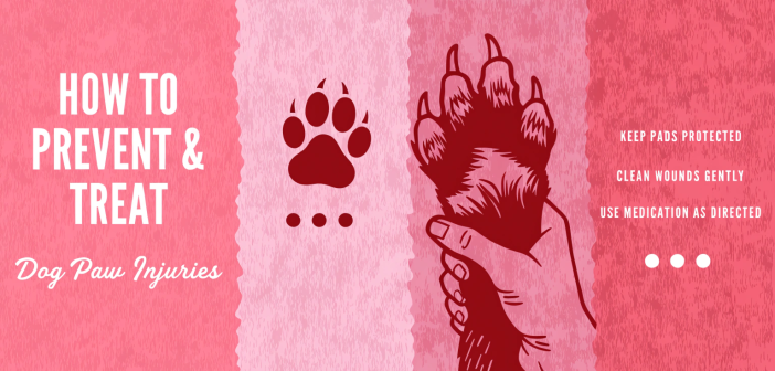 dog paw injuries