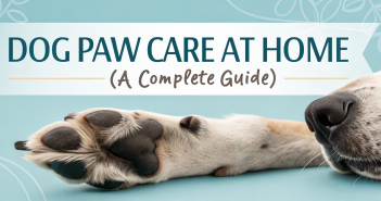 Dog Paw Care at Home (A Complete Guide)
